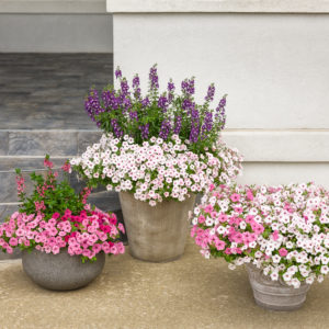 vista_petunia_gardens_136 vista_petunia_gardens_136